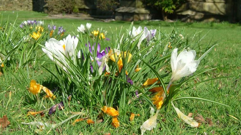 Image of flowers on the Abbey lawn